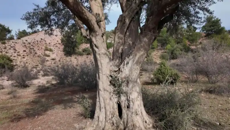 800 Yıllık Zeytin Ağacı, Geçmişin İzlerini Taşıyor ve Korunuyor