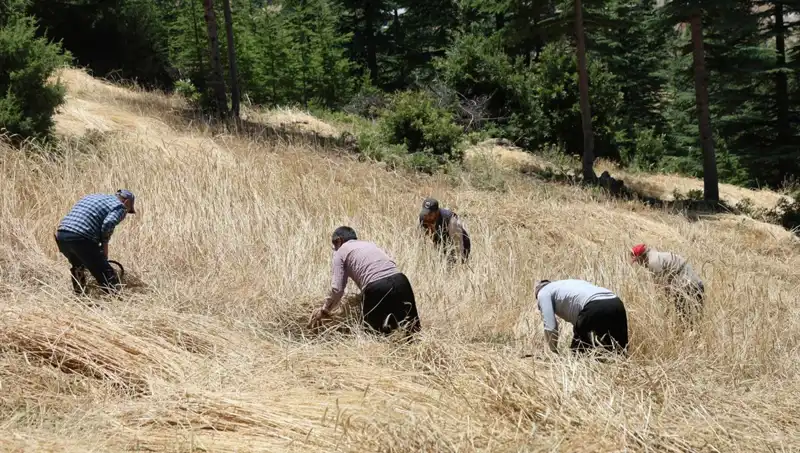 Teknolojik Yeniliklerin Ulaşamadığı Yer: Ellik ve Orakla Hasat Dönemi Başladı