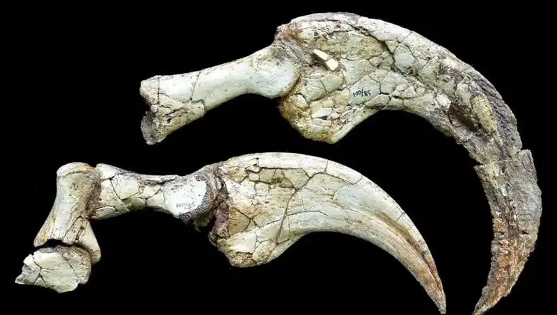 Gobi Çölü’nde Tarihi Dinozor Bulundu: İki Parmaklı Yeni Tür Keşfedildi!