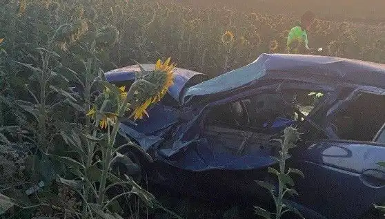 Otomobil Ayçiçeği Tarlasına Devrildi: Yaralılar ve Kaza Nedenleri