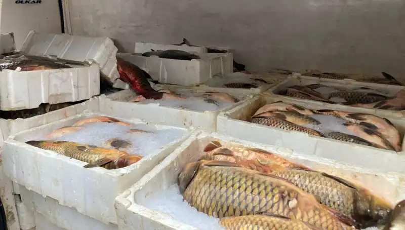 Kaçak Balık Avına Dayanılmaz Ceza: Binlerce Lira Dökülüyor
