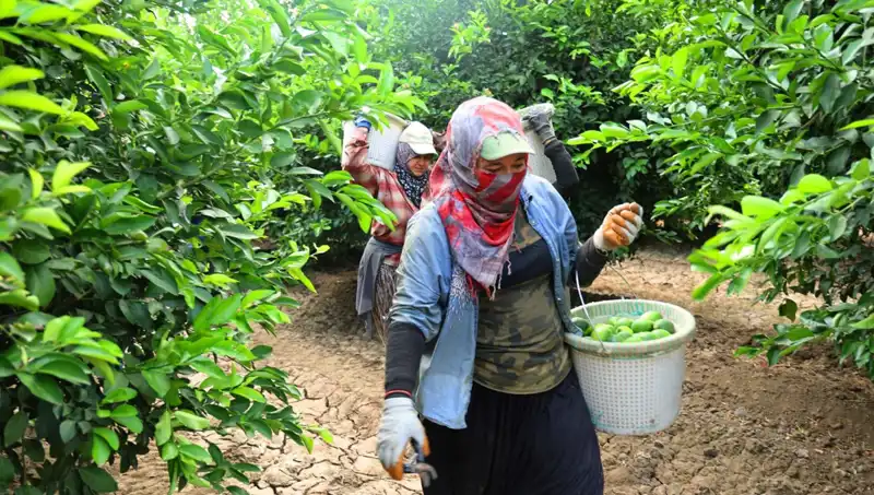 Marketlerdeki Patlıcan Fiyatları Yükselişte: Ama Müjdeli Haber Geldi