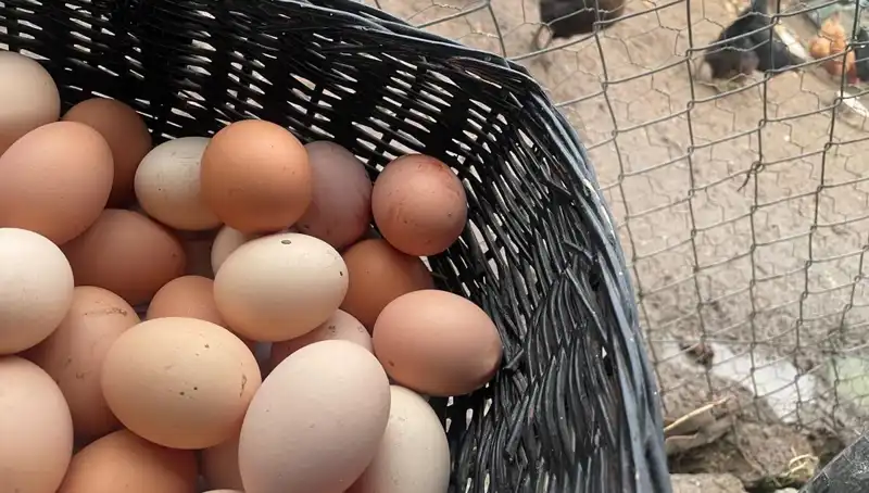 Okulların Açılmasıyla Ucuz Proteinin Faydaları Artıyor!