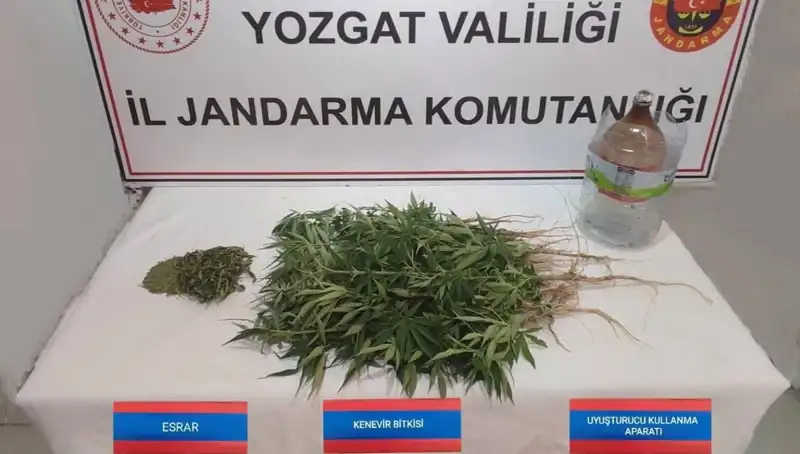 Yozgat'ta Uyuşturucu Operasyonu: 40 Kök Kenevir Ele Geçirildi!