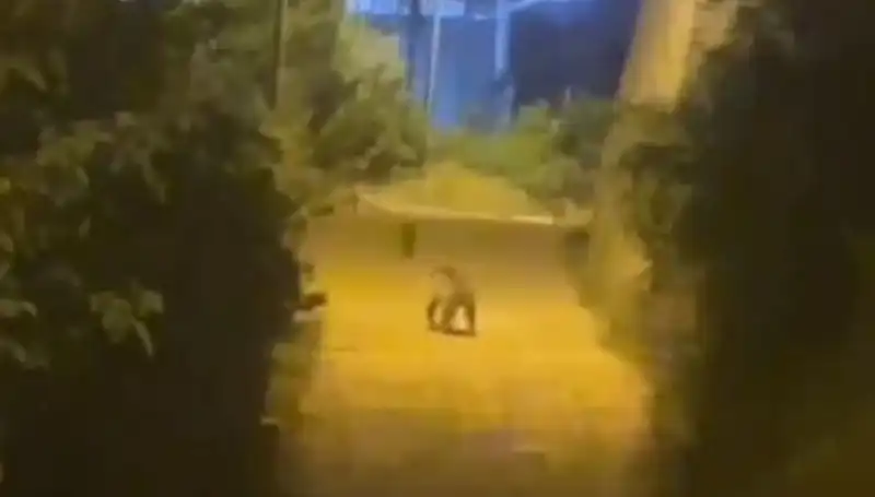 Gümüşhane'de Şehir Merkezine İnen Ayı Paniğe Neden Oldu