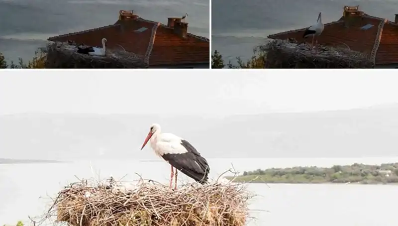 Yaren Leylek Depremi Önceden Hissetti: Doğa ve Hayvanlar Arasındaki Bağ